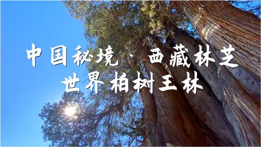 逃离魔幻猎镜